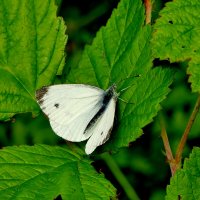 опять про бабочек...421 :: Александр Прокудин