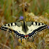 опять про бабочек...424 :: Александр Прокудин опять про бабочек...424 :: Александр Прокудин