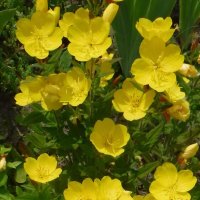 Энотера :: Елена Сухорученкова