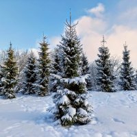 В парке Тондилоо :: Veera V