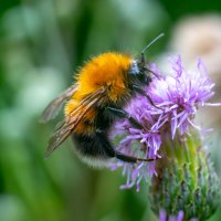 В поисках нектара :: Владимир Лазарев
