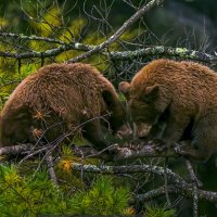 Бурые медвежата на дереве. :: Aleksey Afonin