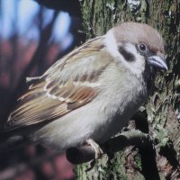 Загрустил :: Людмила Смородинская