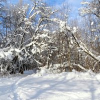 В зимнем парке. :: Милешкин Владимир Алексеевич 