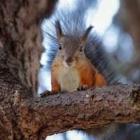 Принесли орешки? :: Татьяна Бравая