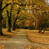Осенние дорожки :: Юрий. Шмаков