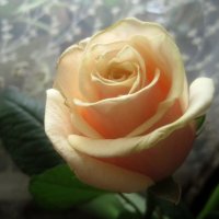 Роза :: Елена Семигина