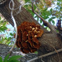 Грибочки. :: nadyasilyuk Вознюк