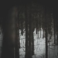 Лес :: Илья Шенгелия Лес :: Илья Шенгелия