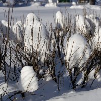 Снежные кусты :: Александр Синдерёв