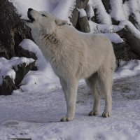 Полярный ВОЛК - УЛууул :: Владимир Максимов