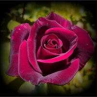 Роза из сада :: Наталья ***