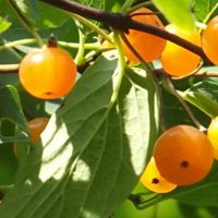 Татарская жимолость :: Freddy 97