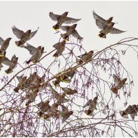 Свиристели в полёте. :: Михаил. 