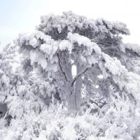 Сибирские пальмы :: Марина Фомина.