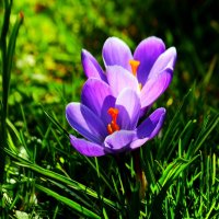 Весна пришла :: Юрий. Шмаков