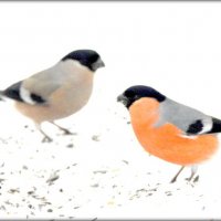 Снегири этого года ... :: Сергей Снегири этого года ... :: Сергей