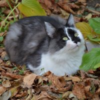 Зеленоглазка... :: Надежда Куркина Зеленоглазка... :: Надежда Куркина