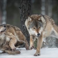Умри, замри, воскресни .. :: Влад Соколовский