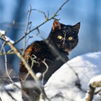 Мои птички :: Вадим 