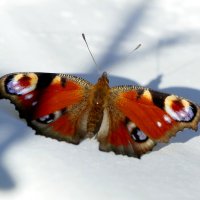 опять про бабочек...427 :: Александр Прокудин опять про бабочек...427 :: Александр Прокудин