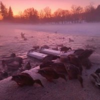 Закат с утками :: Сапсан 