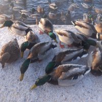 Утки :: Сапсан 