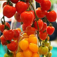 помидорчики :: Олег Лукьянов