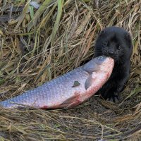 Норка, беспощадный охотник :: Maxim Lanin