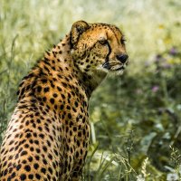 Гепард :: SanSan 