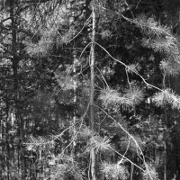 Фотография :: Денис Безногов