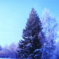 Подружились :: Людмила Смородинская