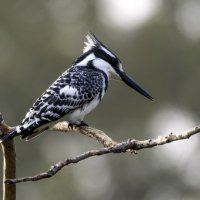 Малый пегий зимородок. :: Alexander Amromin