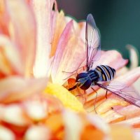 Из серии " Макро мир вокруг нас..." :: Николай Саржанов