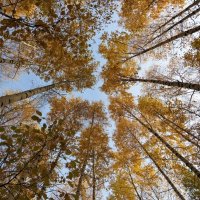 Осенний хоровод :: Лариса С. Осенний хоровод :: Лариса С.