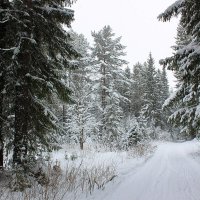Зимний лес :: Александр Щеклеин