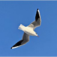 Полёт в погожий денёк. :: Валерия Комова Полёт в погожий денёк. :: Валерия Комова