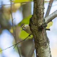 желтоголовый королек. :: юрий макаров