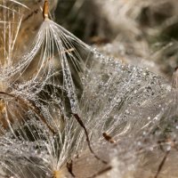 Краски лета. Утренняя роса. :: Алексей Трухин