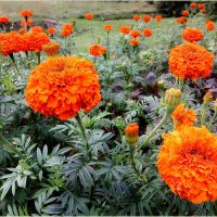 Бархатцы с позолотой :-) :: Лия ☼