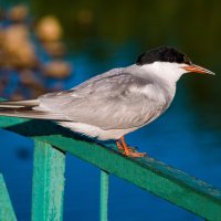 Обыкновенная (речная) крачка :: Николай Зиновьев