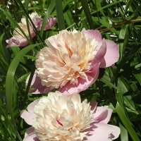 Пионы :: Freddy 97