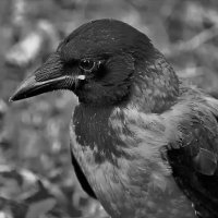 Ворона :: евгений