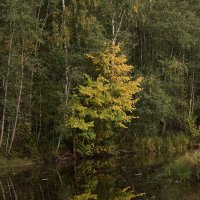 Привлекательная :: Юрий Бутусов