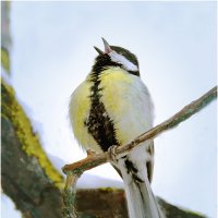 Весенний напев :: Валентин Котляров Весенний напев :: Валентин Котляров