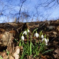 Февраль! Весна передает тебе привет...... :: Галина 
