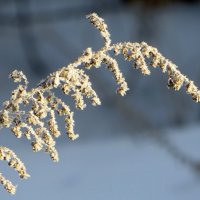 Кружевная веточка февраля :: Татьяна Смоляниченко