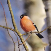 Снегирёк :: Ирина Баскакова Снегирёк :: Ирина Баскакова