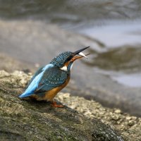 Зимородок. :: Alexander Amromin