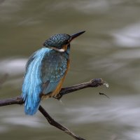 Зимородок. :: Alexander Amromin